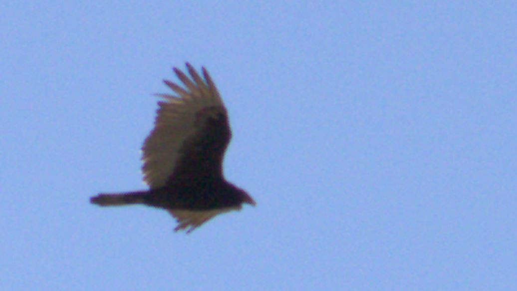 Turkey Vulture - Cliff Long