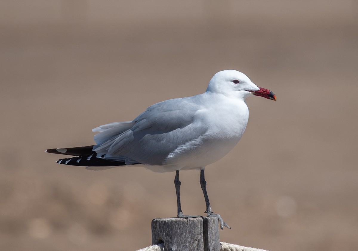 Audouin's Gull - Clive Harris