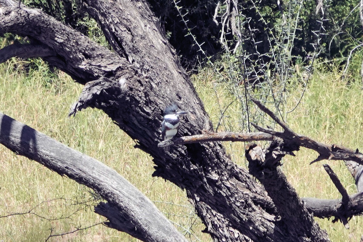 Belted Kingfisher - ML617588800