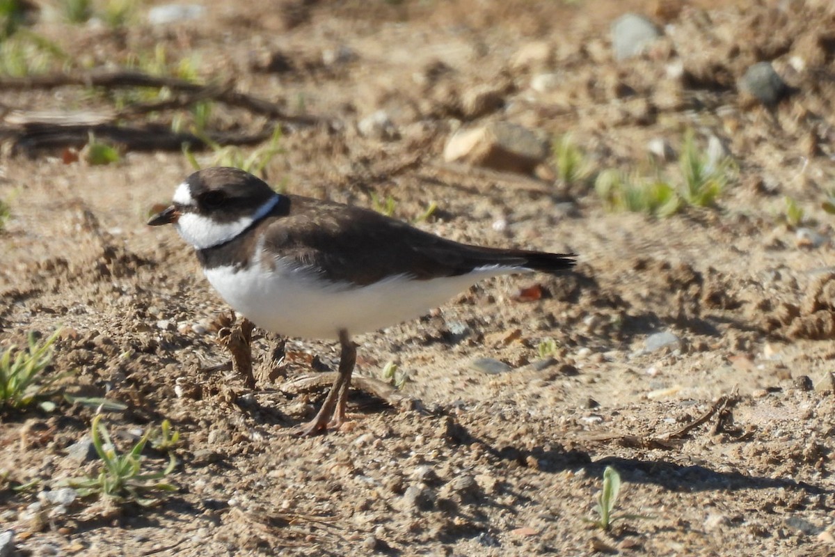 Semipalmated Plover - ML617588811