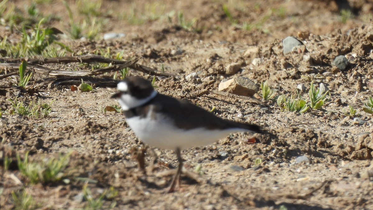 Semipalmated Plover - ML617588812
