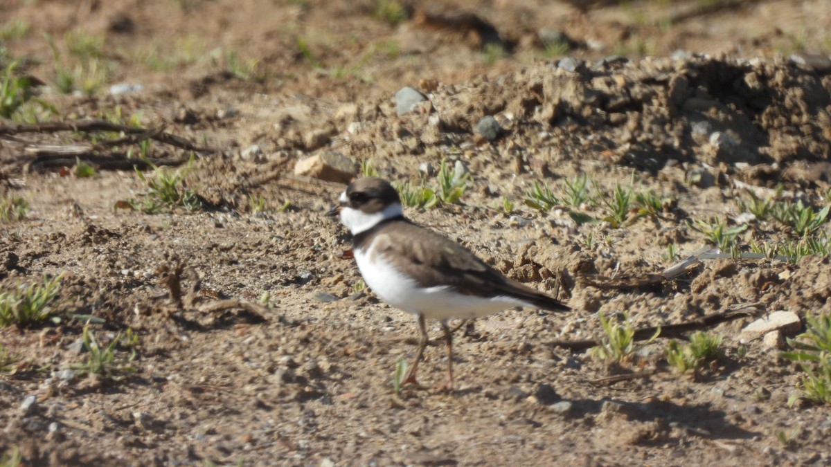 Semipalmated Plover - ML617588813