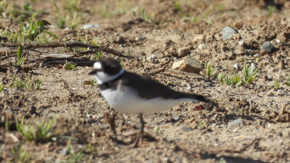 Semipalmated Plover - ML617588814