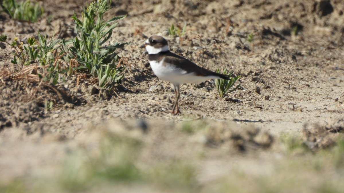Semipalmated Plover - ML617588816