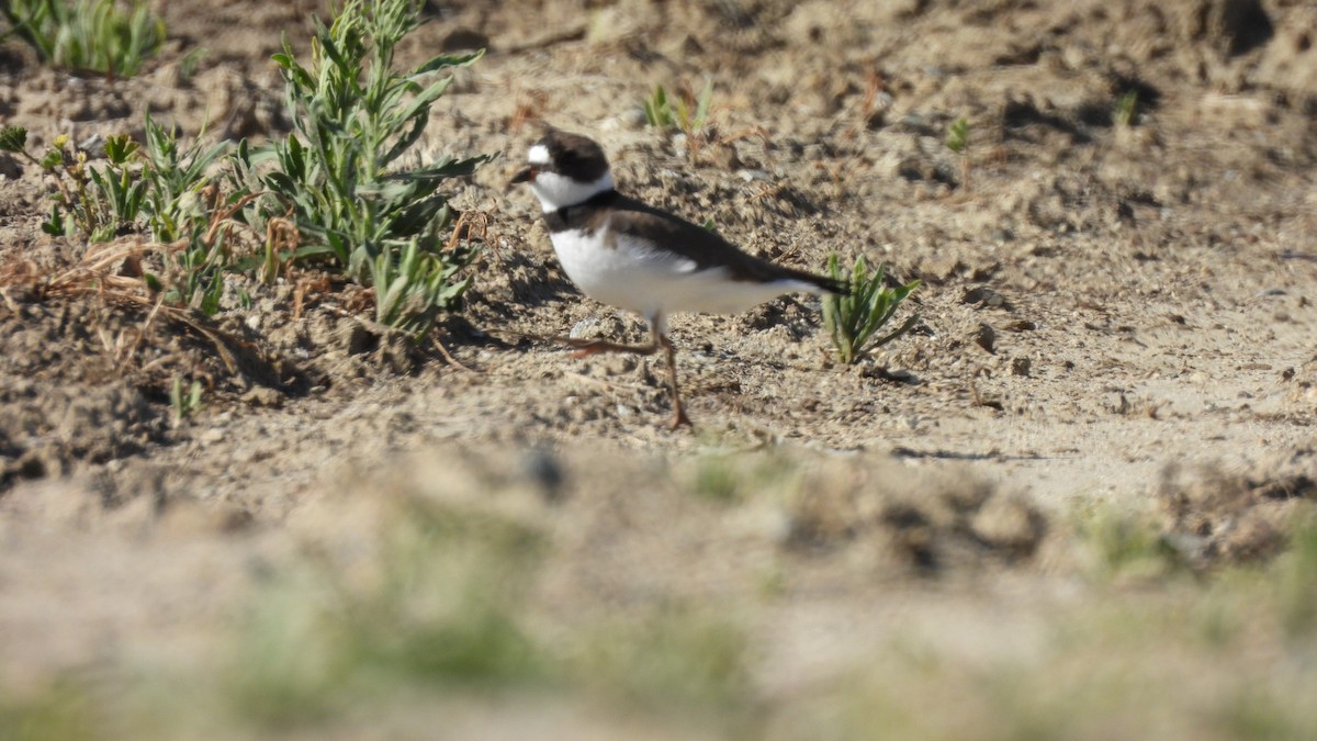 Semipalmated Plover - ML617588817