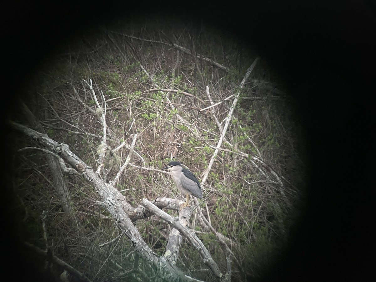 Black-crowned Night Heron - ML617588865
