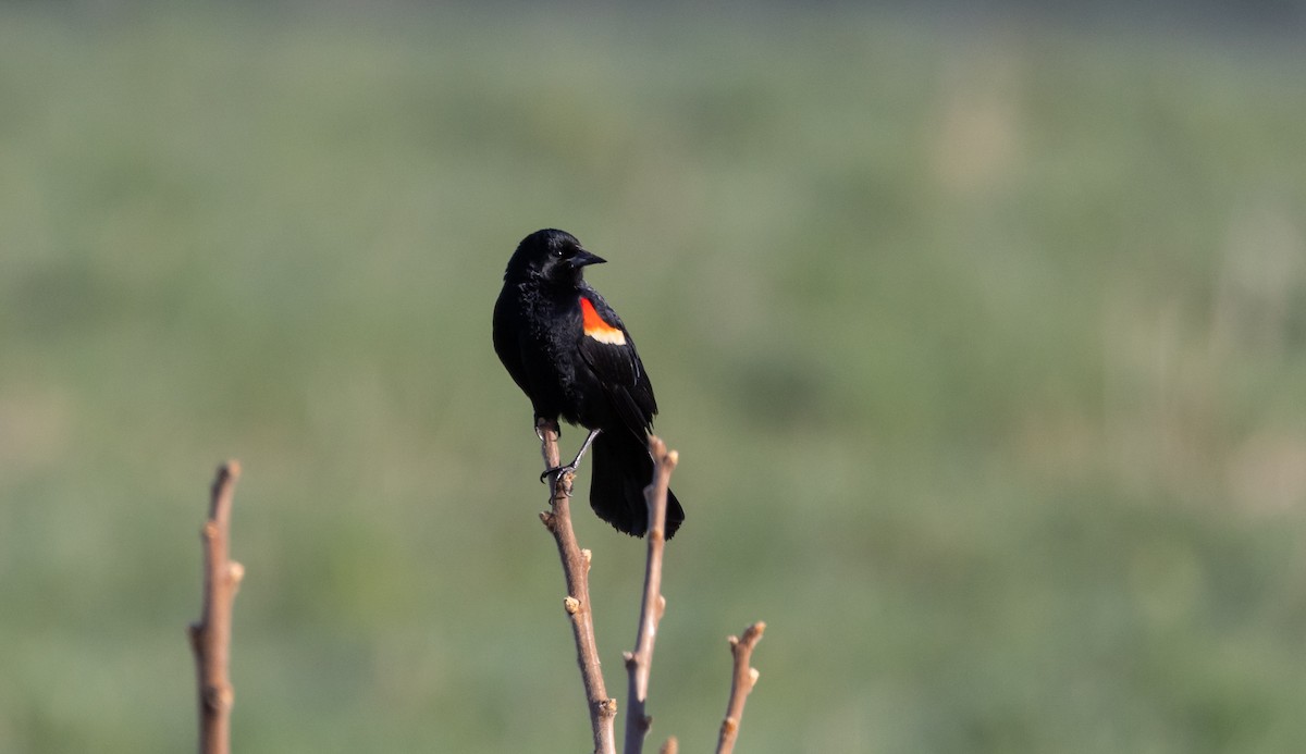 Red-winged Blackbird (Red-winged) - ML617588921