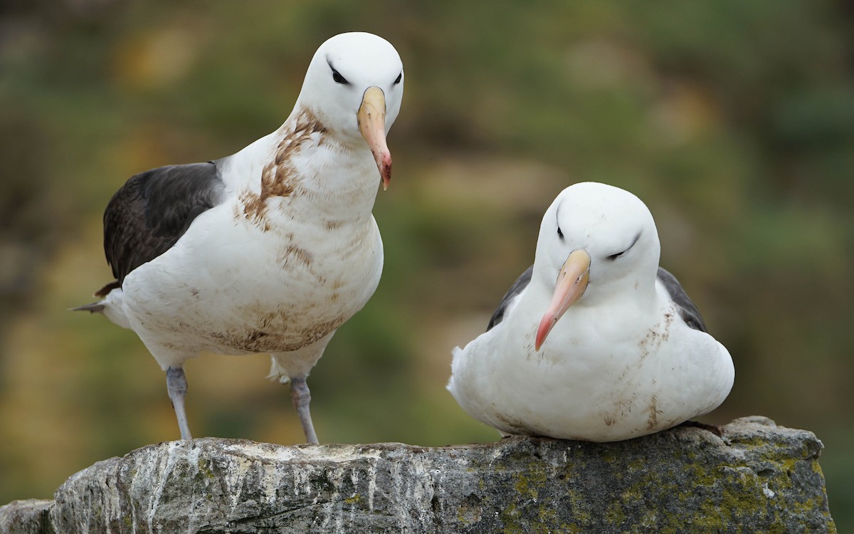 Black-browed Albatross - Georgina Whitney