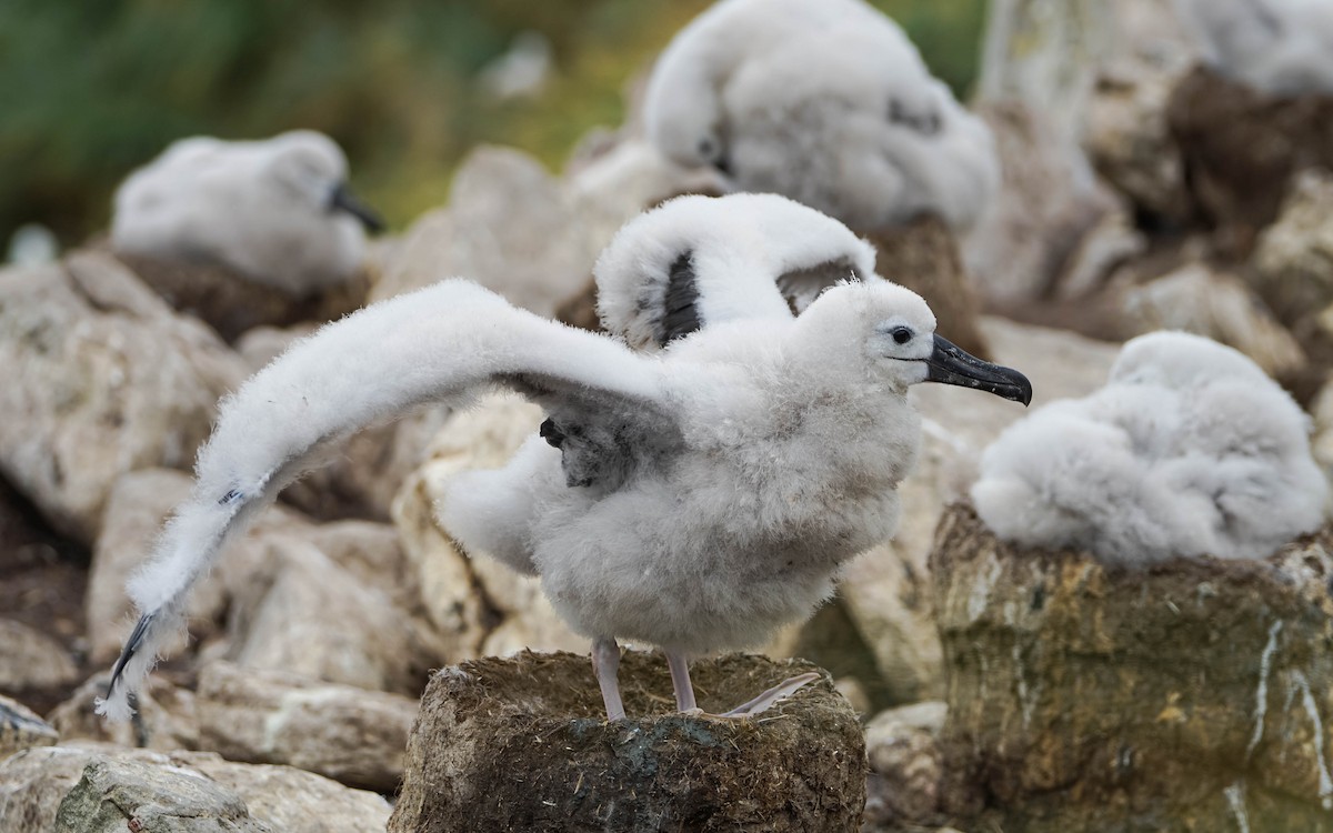 albatros černobrvý - ML617588939