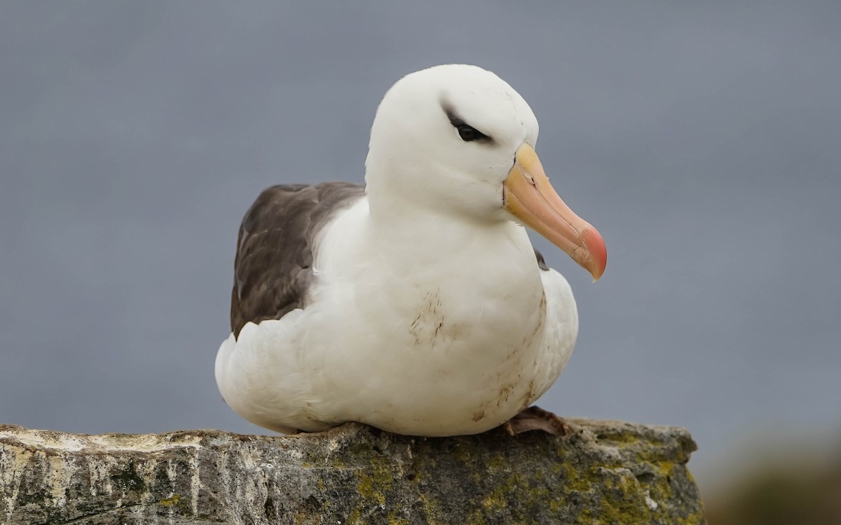albatros černobrvý - ML617588947