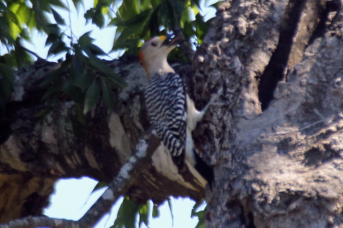 Golden-fronted Woodpecker - ML617588963