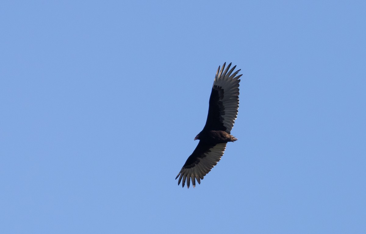 Turkey Vulture - ML617588992