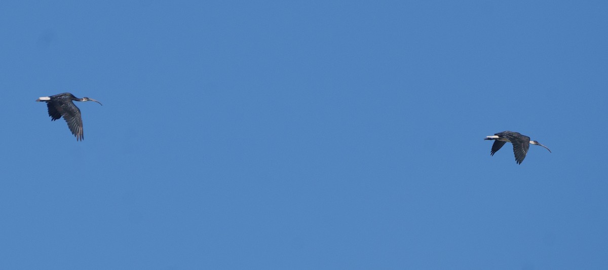 ibis slámokrký - ML617588993