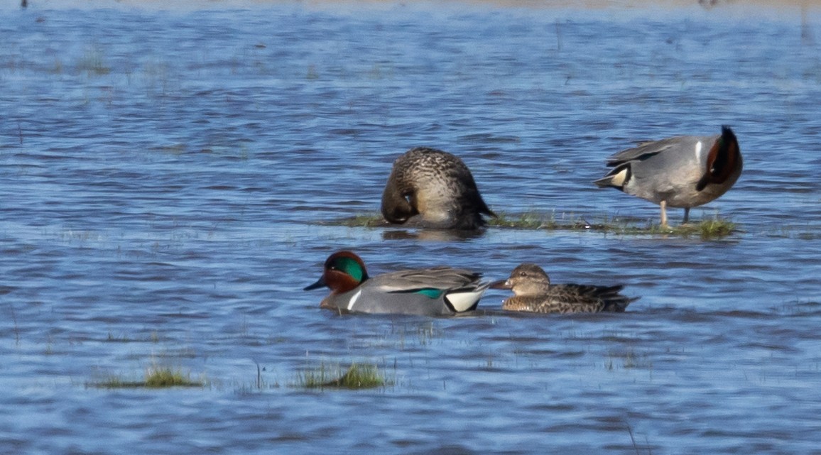 Green-winged Teal - ML617589014