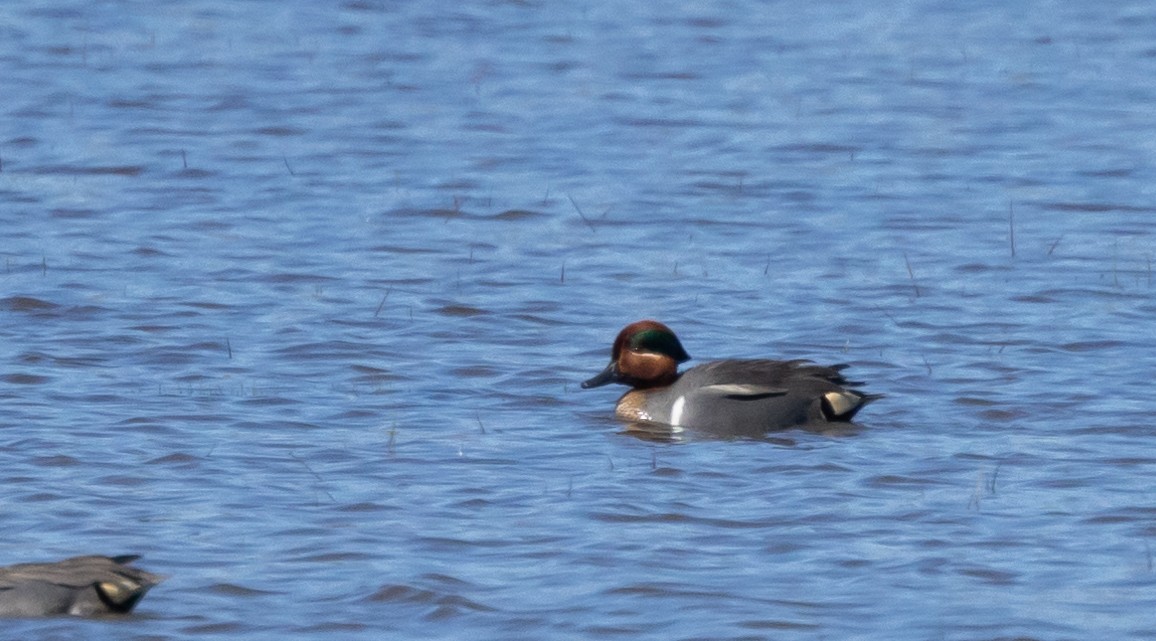 Green-winged Teal - ML617589026