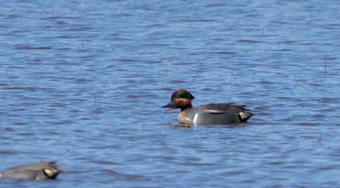 Green-winged Teal - ML617589027