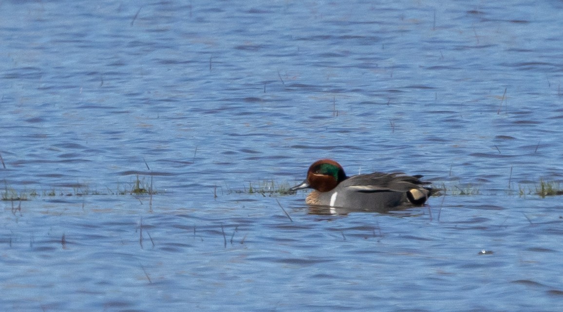 Green-winged Teal - ML617589028