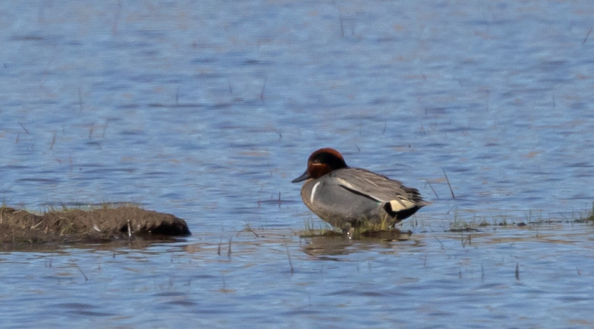 Green-winged Teal - ML617589032