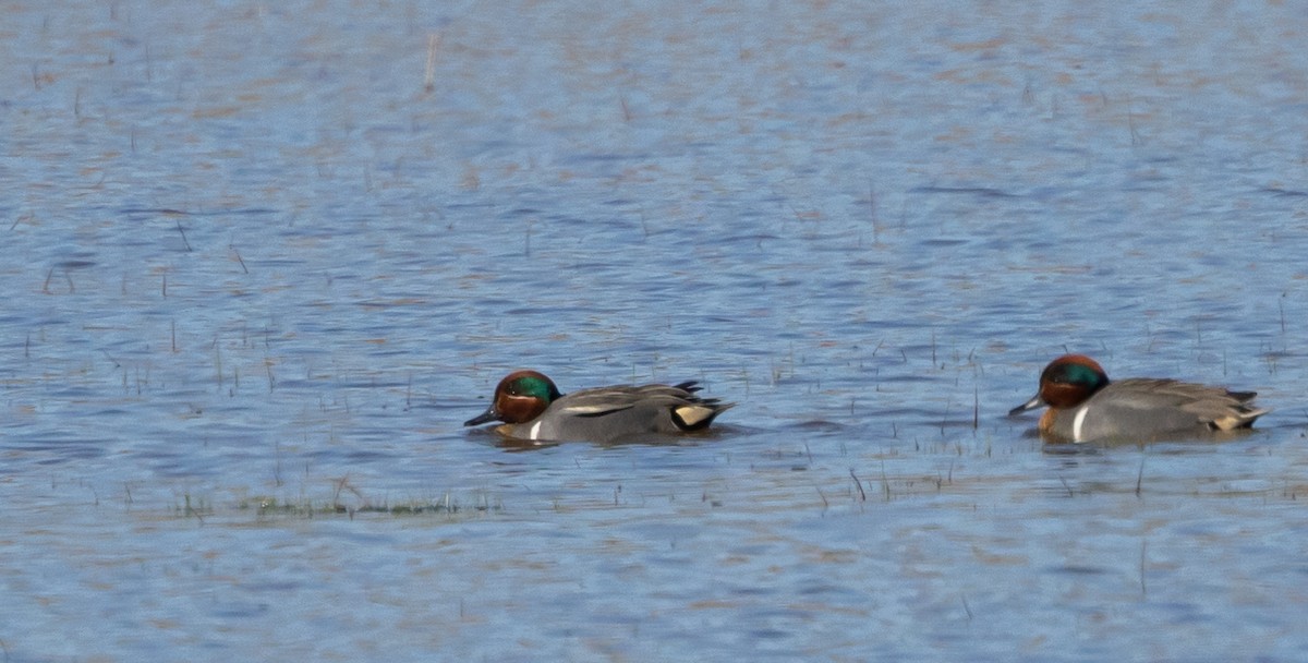 Green-winged Teal - ML617589038