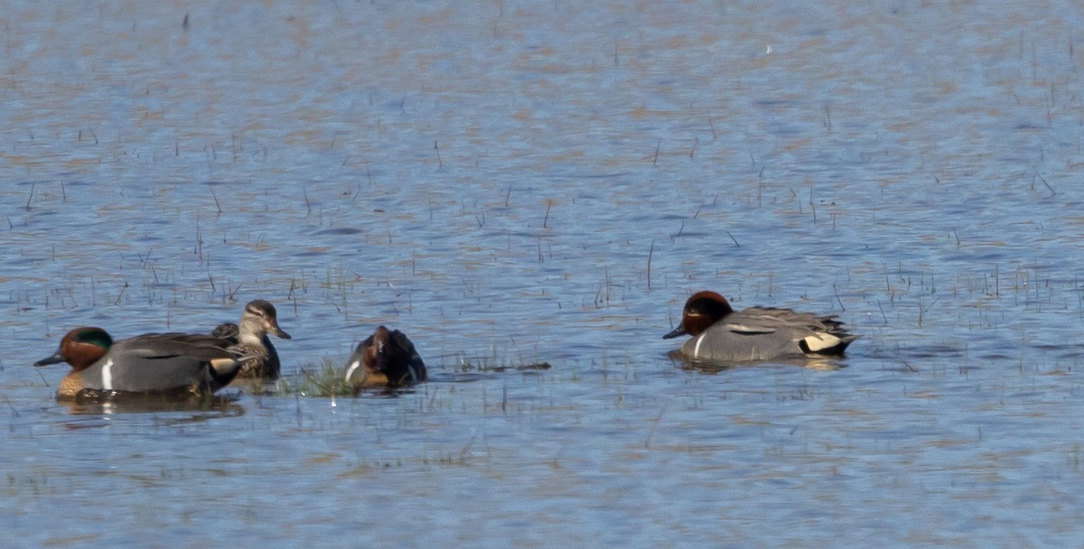 Green-winged Teal - ML617589039