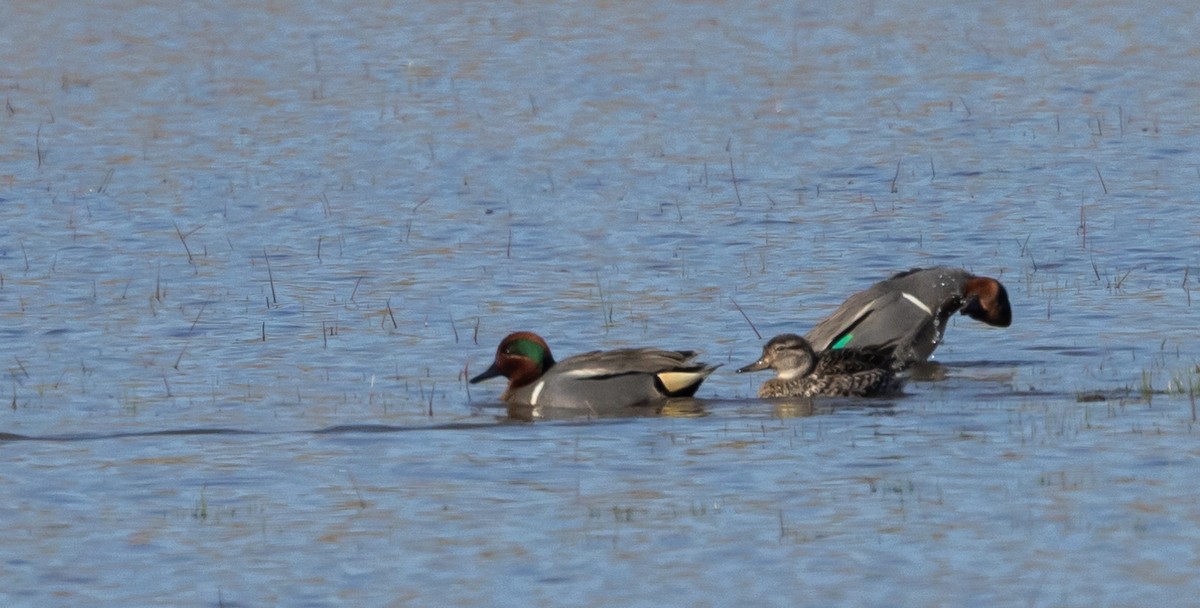 Green-winged Teal - ML617589040