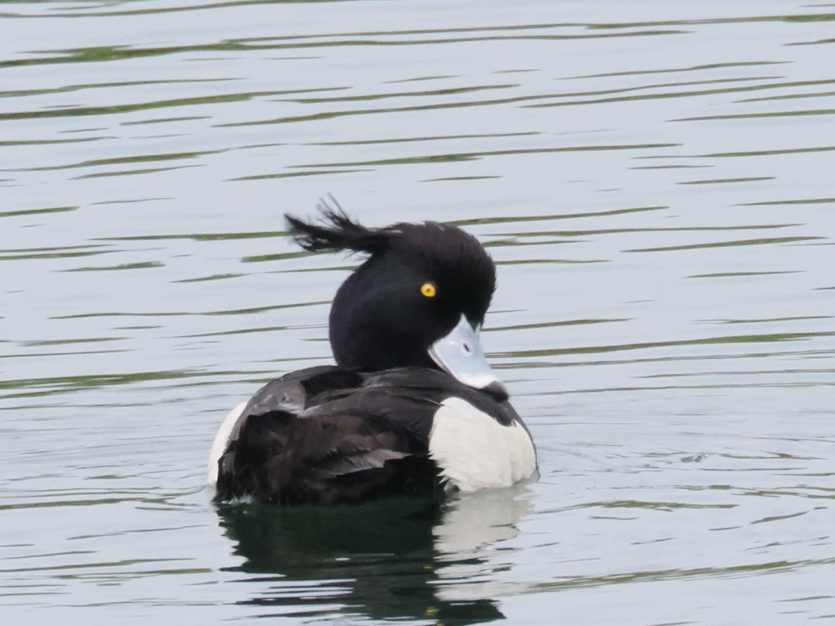 Tufted Duck - ML617589043