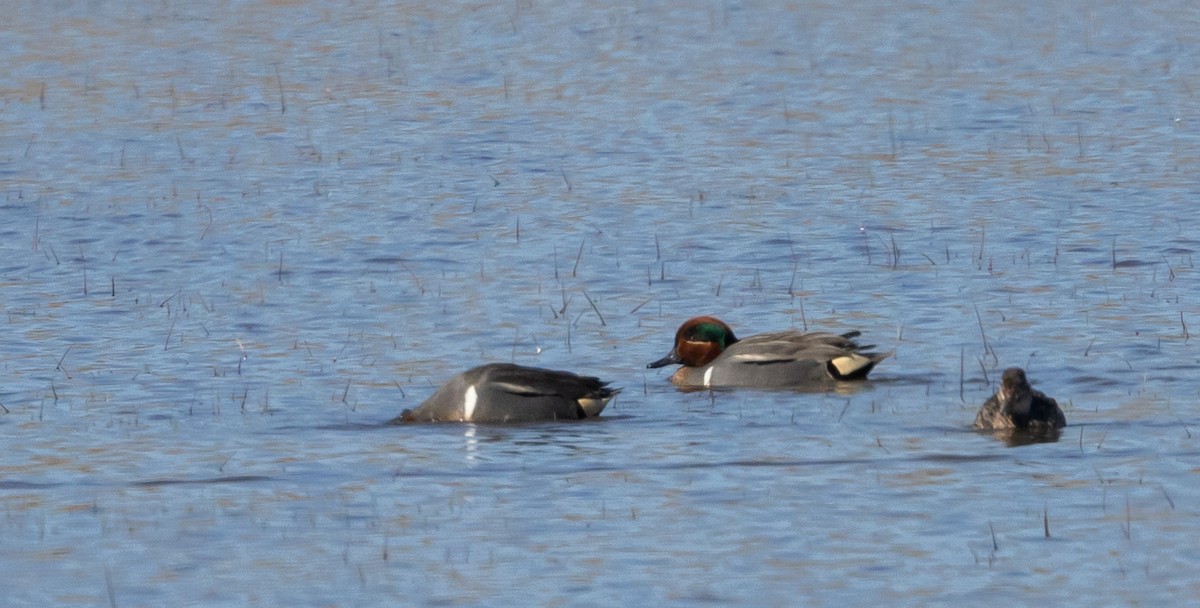 Green-winged Teal - ML617589047