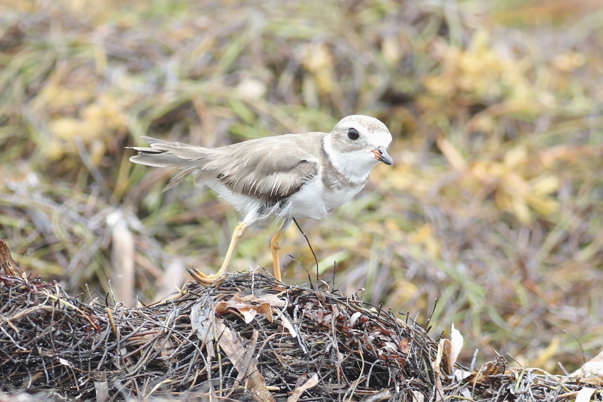 Semipalmated Plover - ML617589093