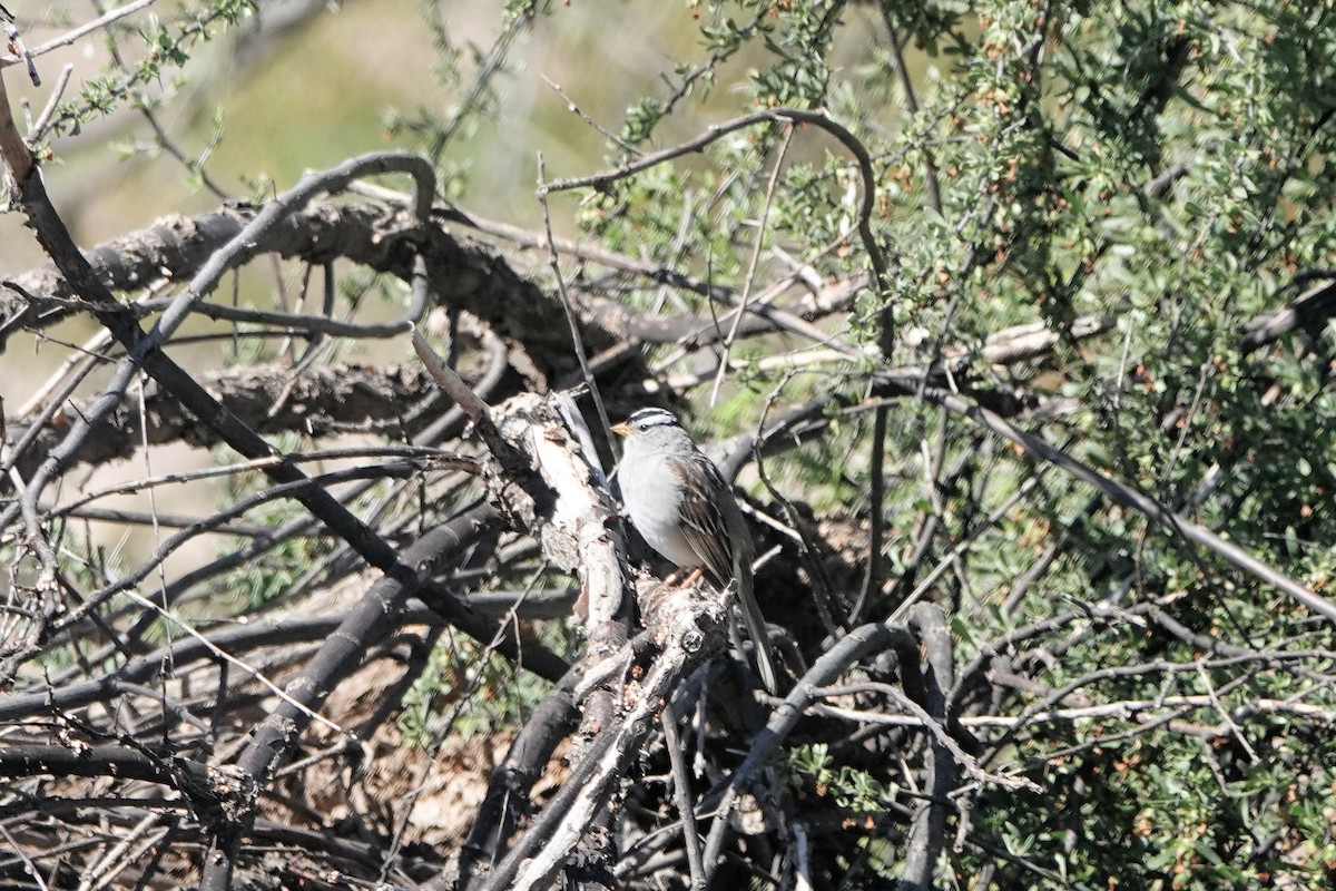 White-crowned Sparrow - ML617589106