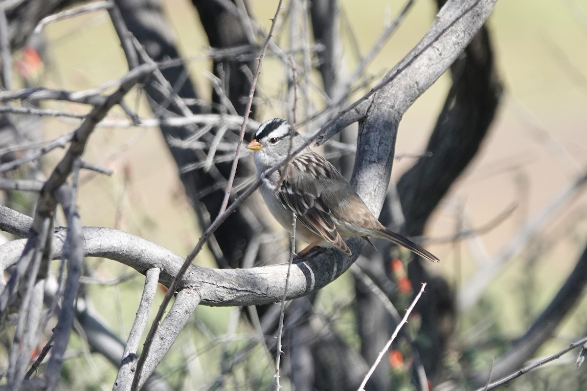 White-crowned Sparrow - ML617589108