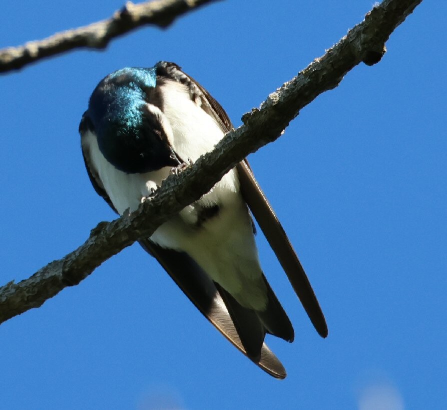 Tree Swallow - ML617589125