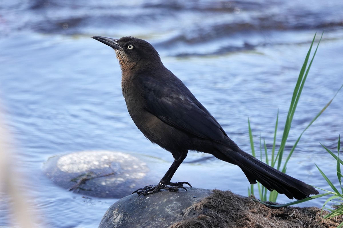 Great-tailed Grackle - Diana Spangler