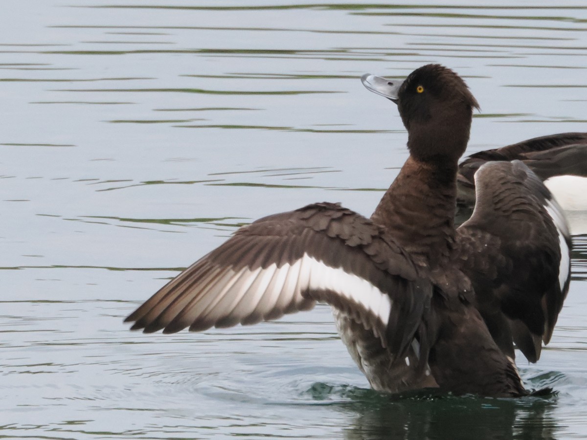 Tufted Duck - ML617589158