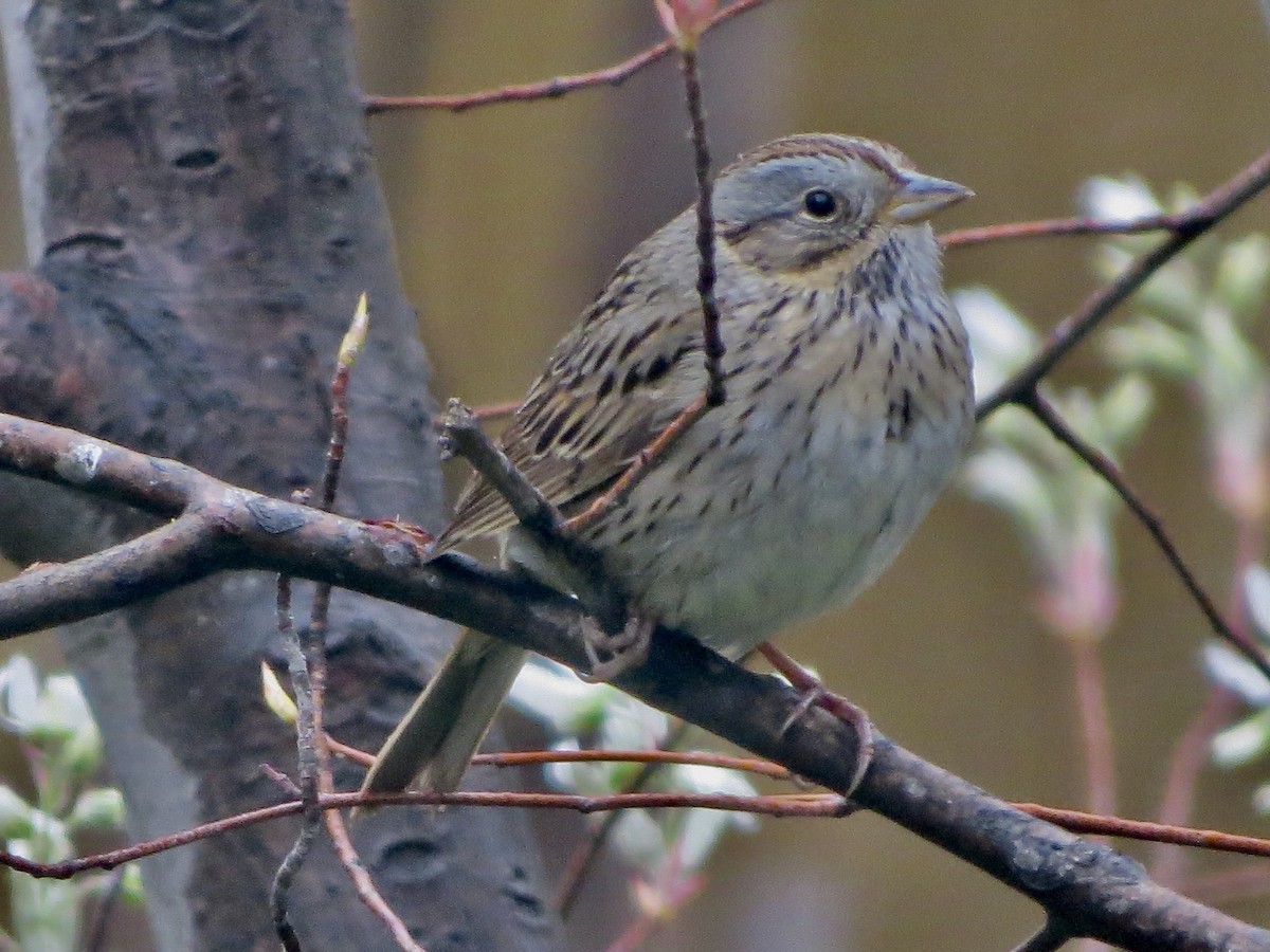 Lincoln's Sparrow - Bill Wuerthele