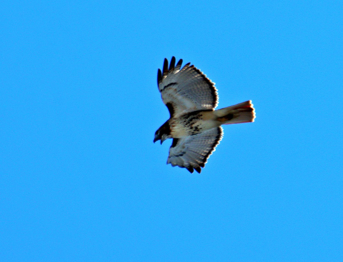 Red-tailed Hawk - ML617589203