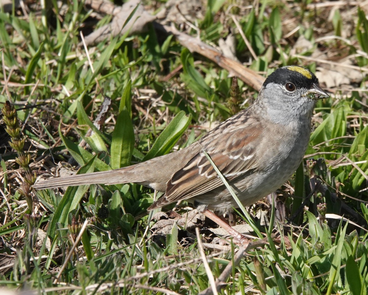 Golden-crowned Sparrow - ML617589250