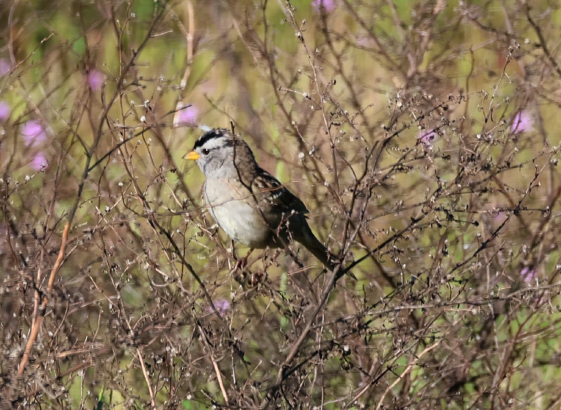 White-crowned Sparrow - ML617589269