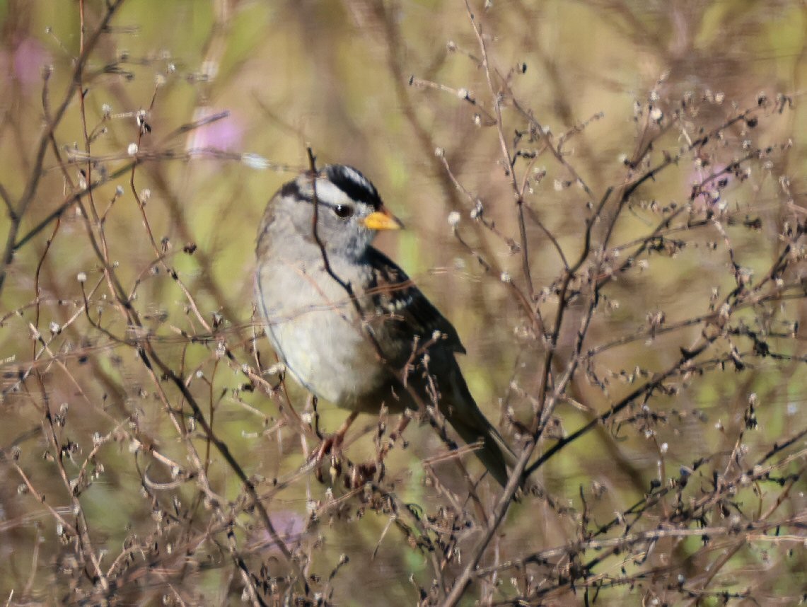 White-crowned Sparrow - ML617589270