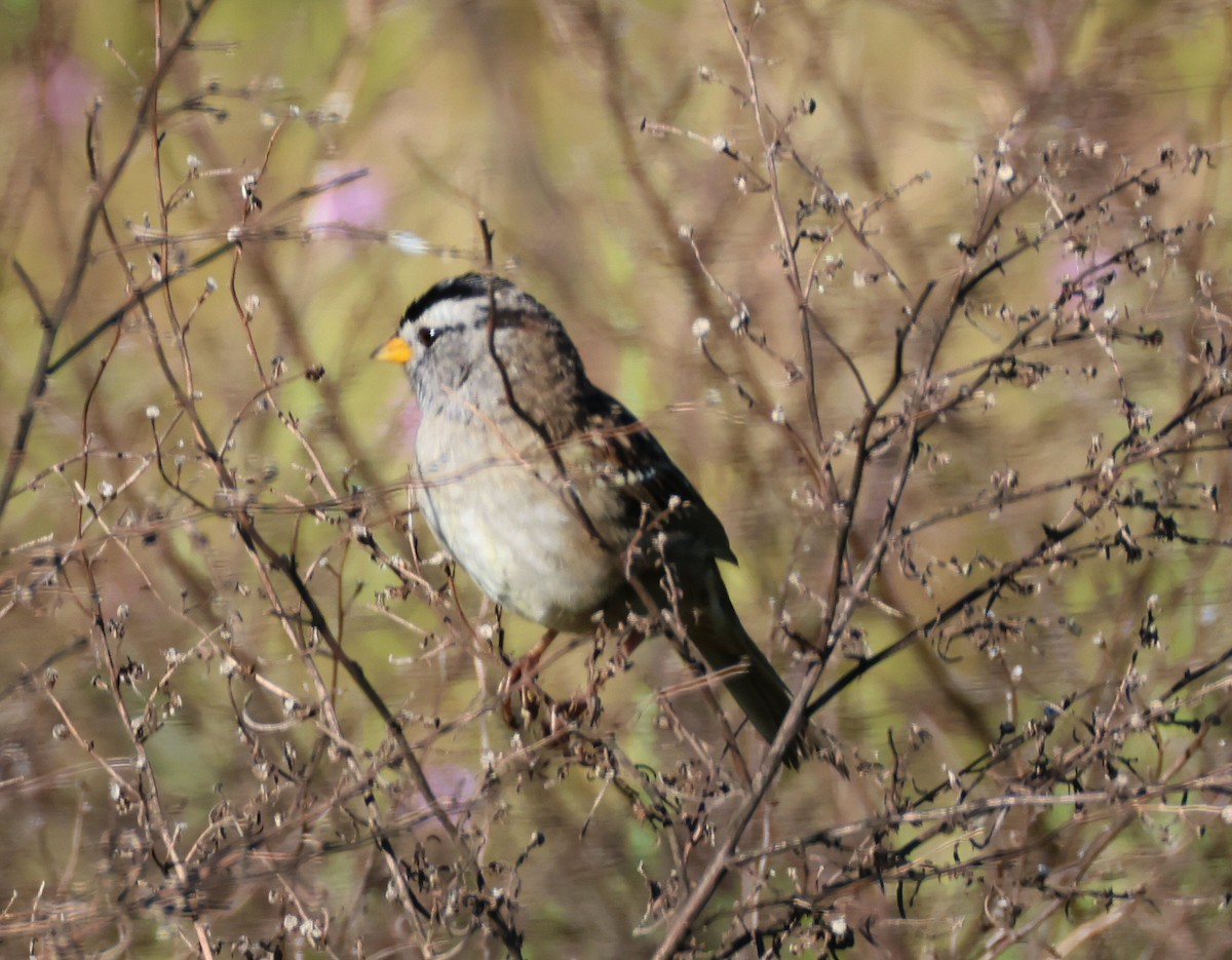 White-crowned Sparrow - ML617589271
