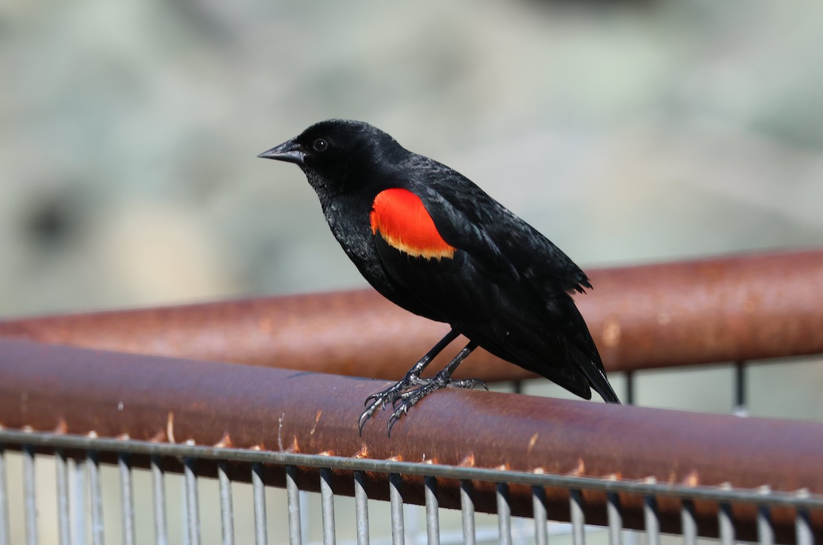 Red-winged Blackbird - ML617589311