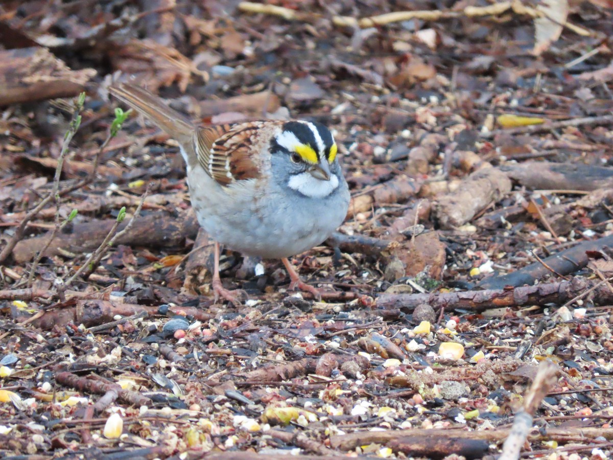 White-throated Sparrow - ML617589321