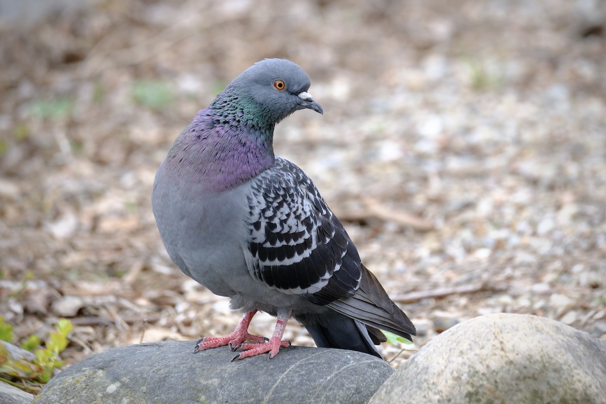 Rock Pigeon (Feral Pigeon) - ML617589340