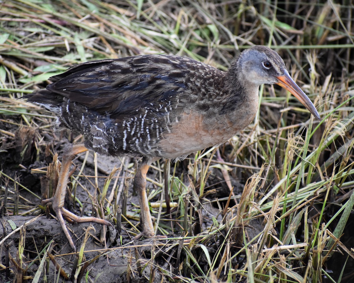 eBird Checklist 18 Apr 2024 Yacht Basin Rd., Bolivar 12 species