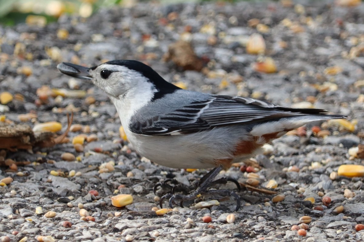 White-breasted Nuthatch - ML617589412