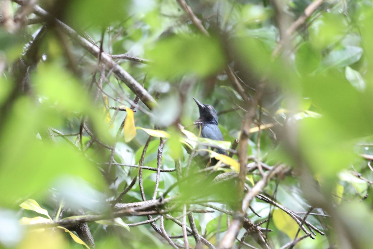 Guadeloupe Woodpecker - ML617589447