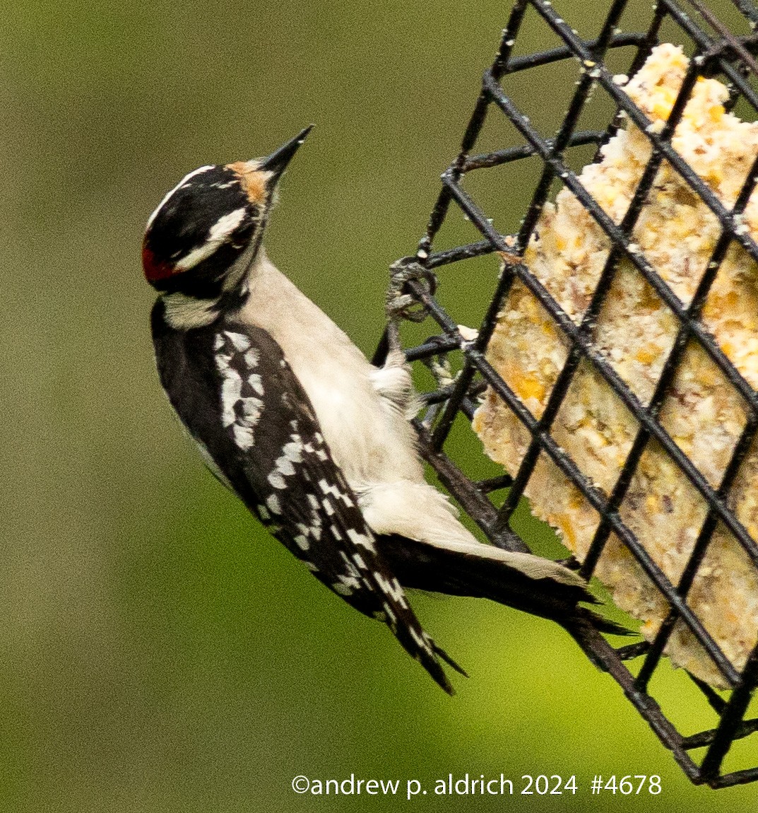 Downy Woodpecker - andrew aldrich