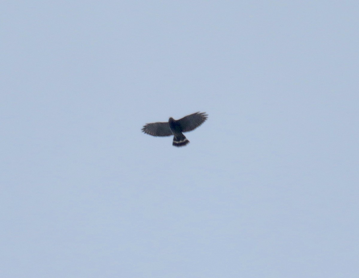 Broad-winged Hawk - ML617589583