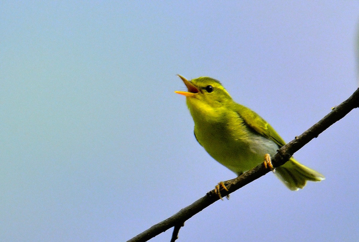 Yellow-vented Warbler - ML617589597