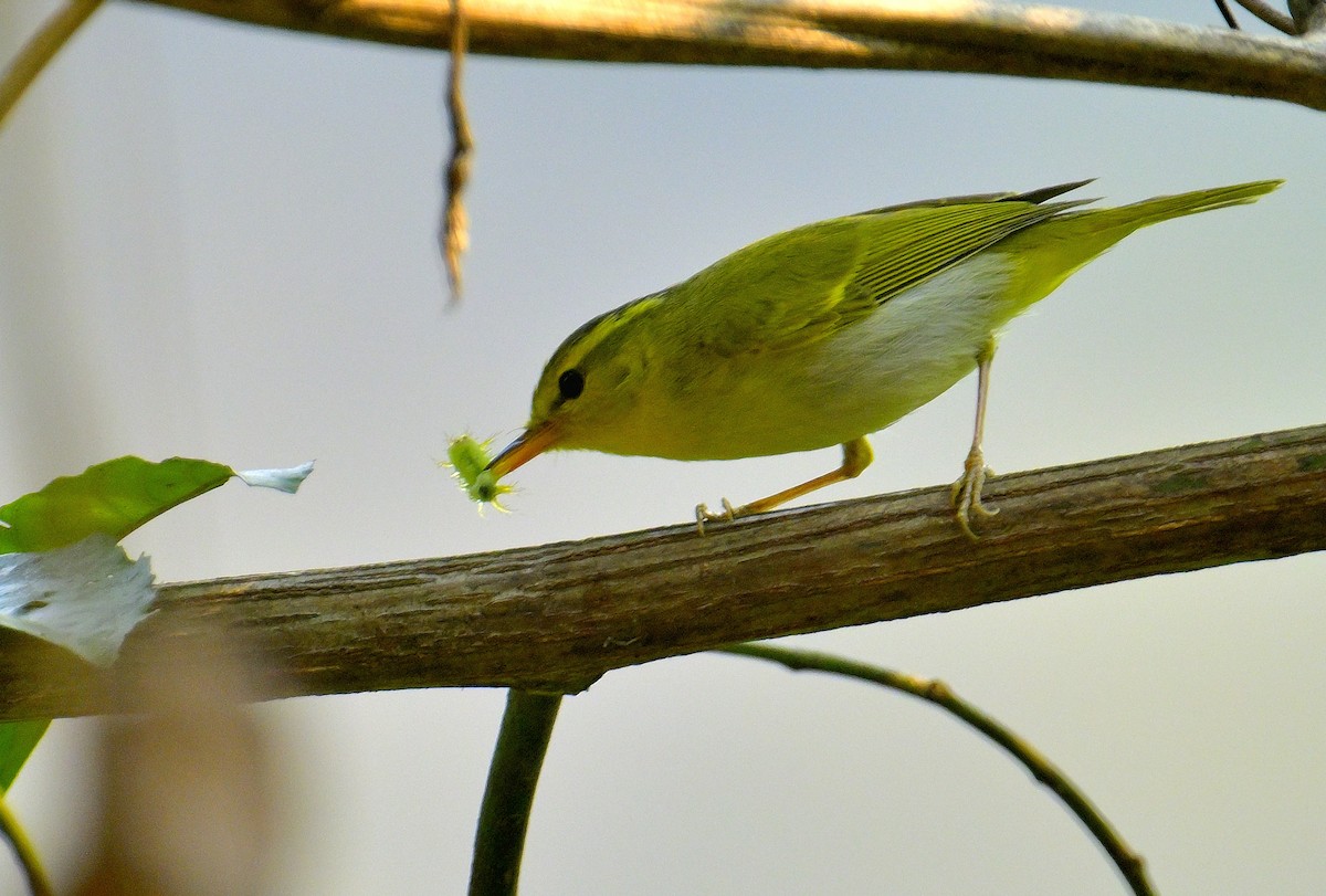 Yellow-vented Warbler - ML617589603