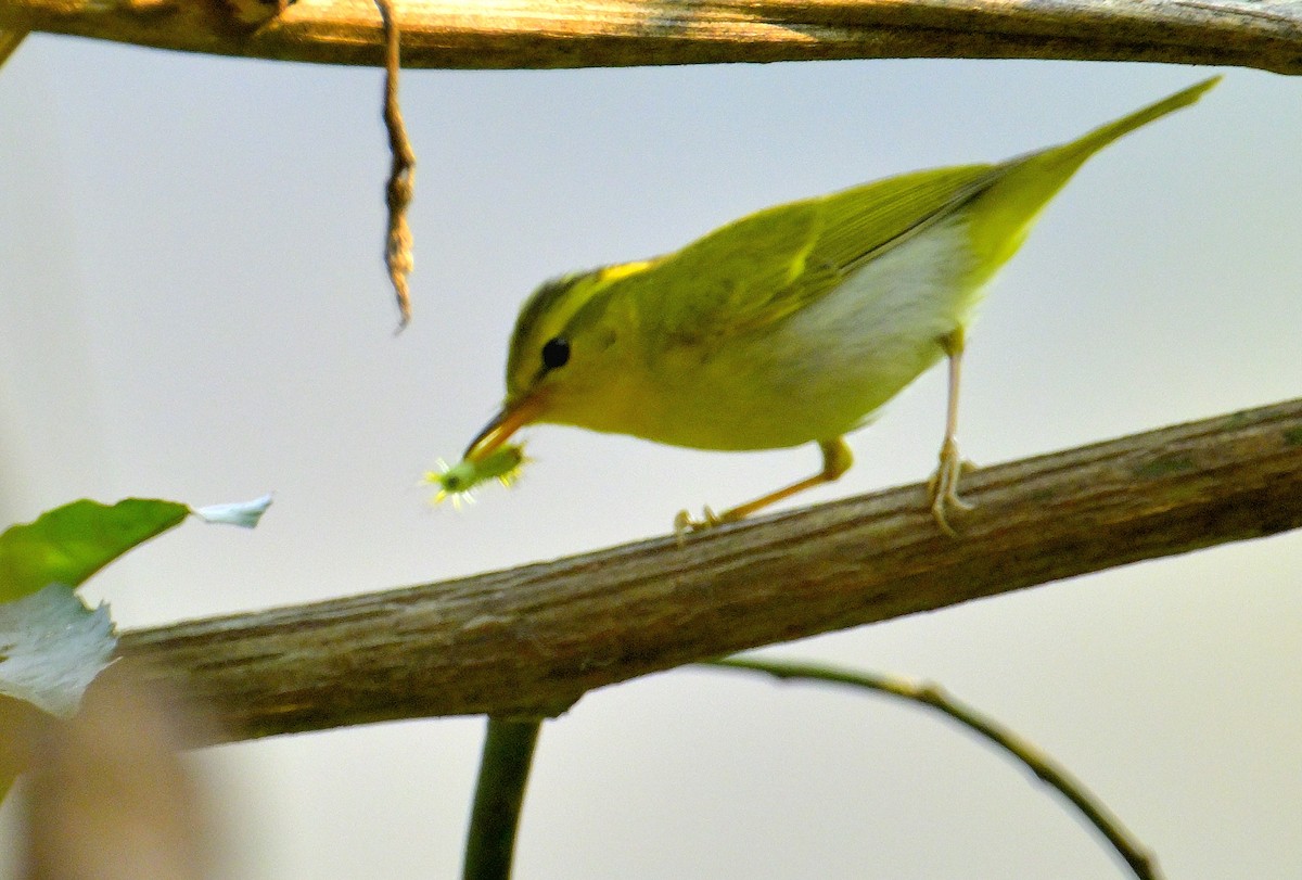 Yellow-vented Warbler - ML617589604